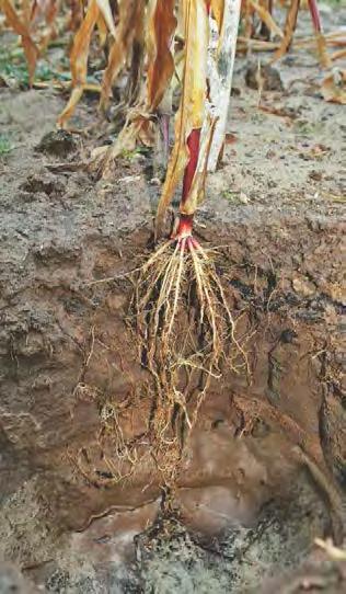 Prawidłowo rozwinięty system korzeniowy kukurydzy (pod koniec wegetacji) na słabej glebie bez podeszwy płużnej.