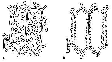 (1 pkt) Zakreśl nazwy organizmów, które przeprowadzają proces opisany w zadaniu wyżej według schematu tam przedstawionego: a) grzyby b) rośliny c) bakterie purpurowe siarkowe d) bakterie zielone