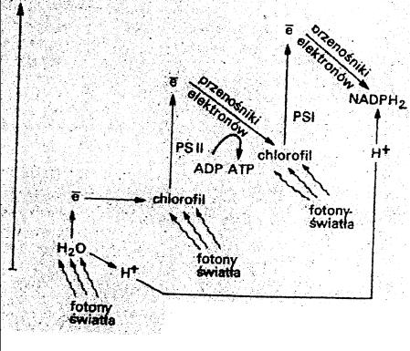 . *c) Podaj nazwę procesu, w którym powstaje cała siła asymilacyjna (NADPH, ATP). d) Napisz, na czym polega proces redukcji.