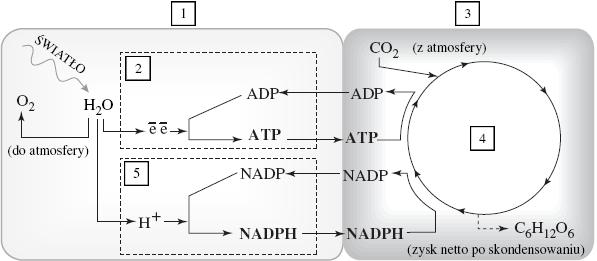 d) przejścia jabłczanu w pirogronian Zadanie 16. (2 pkt)2007 Na schemacie przedstawiono wiązanie CO2 przez dwie grupy roślin (C3 i C4).