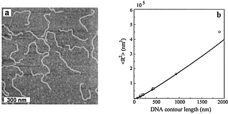 Wymiary sztywnych cząsteczek (a) Mikrofotografia SF cząsteczek DNA osadzonych na mice z roztworu fizjologicznego.