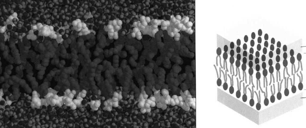 o integralności błony biologicznej Lipidy