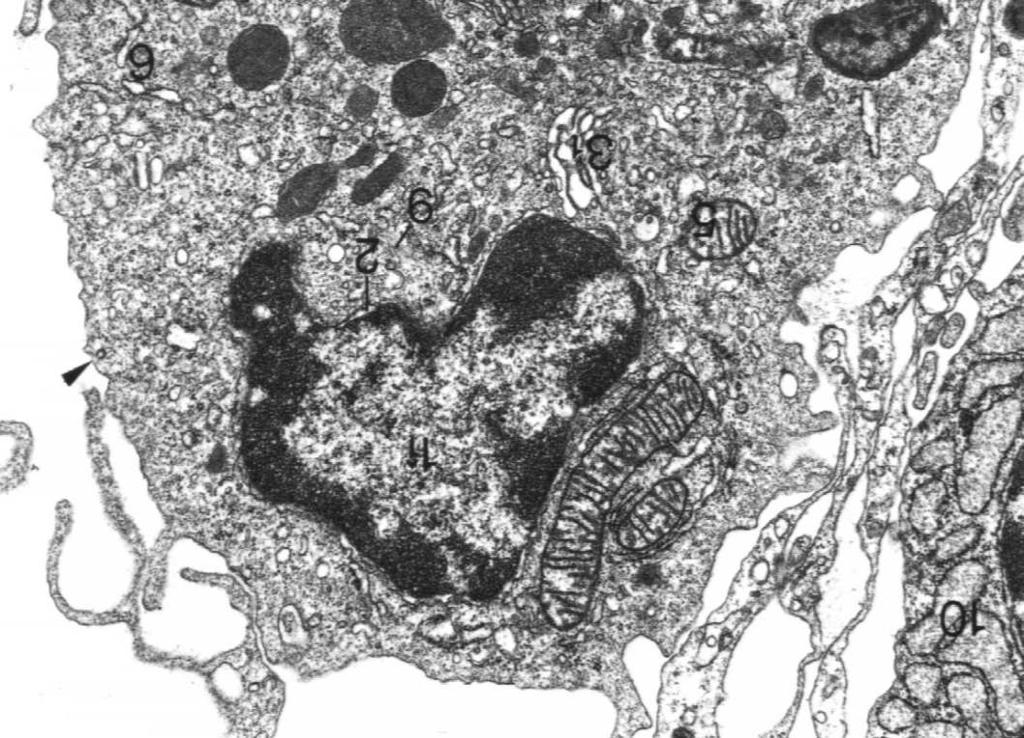 biologiczna jest zbudowana z lipidów i białek