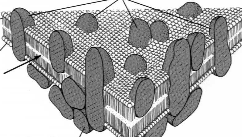 Białka swobodnie pływają w dwuwarstwie lipidowej Klasyfikacja czynnościowa białek błonowych Klasyfikacja białek błonowych A.