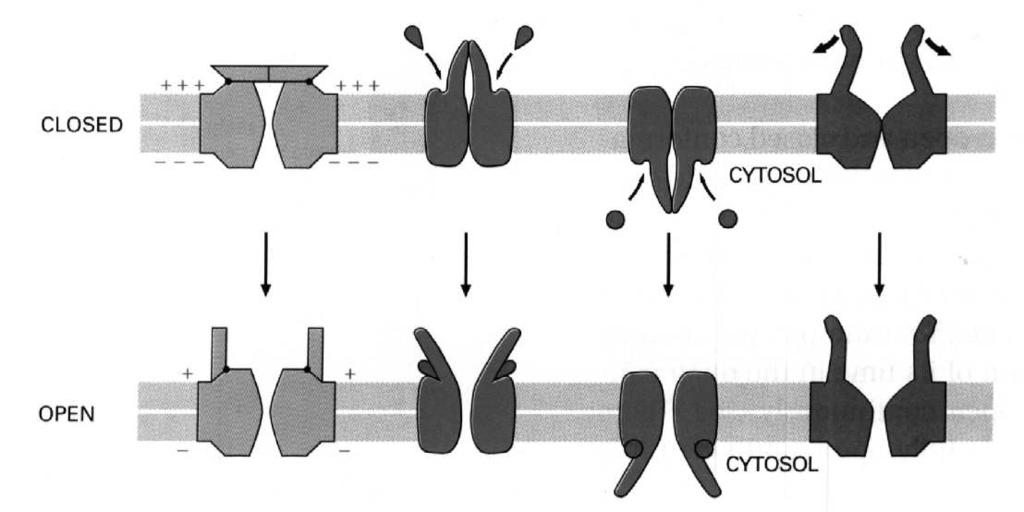 : receptorową i enzymatyczną receptorową i transportową transportową i enzymatyczną strukturalną i receptorową Błony biologiczne stanowią barierę oddzielającą różne środowiska - stąd ich