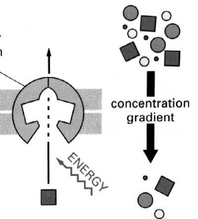 substancji wbrew gradientowi stężeń Kierunek zgodnie z gradientem stężeń Bez nakładu energii Inna kinetyka (dufuzja ułatwiona) Przenośnik cyklicznie zmienia swoją