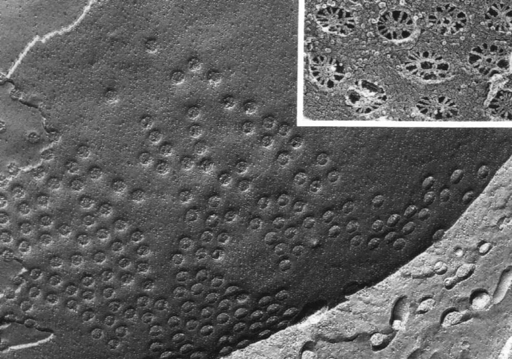 pierścień jądrowy koszyczek Transport jądrowo-cytoplazmatyczny: z jądra do cytoplazmy: mrna, trna, podjednostki