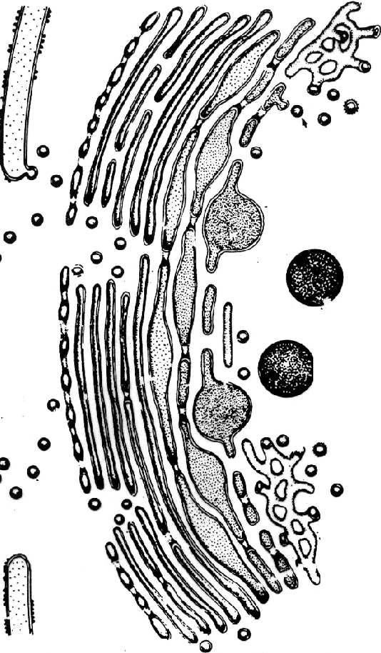 szorstka gładka spłaszczone cysterny kanaliki rybosomy brak rybosomów receptory dla SRP, translokony, ryboforyny główne funkcje: główne funkcje: - produkcja lipidów - synteza białek - neutralizacja