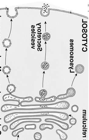 rozdzielnia Pęcherzyki wychodzące z sieci trans: pęcherzyki transportujące (małe) odnowa błony komórkowej i egzocytoza
