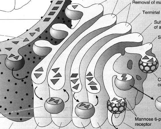 Funkcje aparatu Golgiego: przebudowa błon i odnowa błony komórkowej modyfikacja chemiczna przepływających białek (głównie