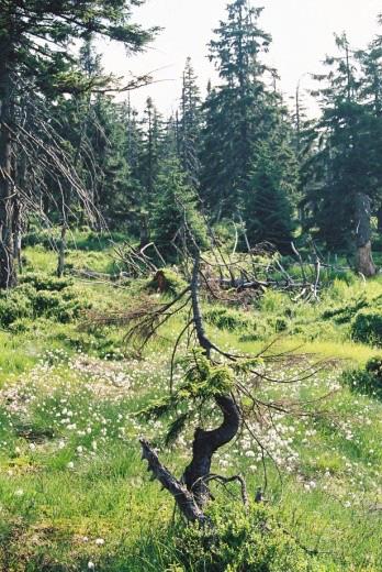 201 Powierzchnia badawcza nr 5 Lokalizacja: Karkonosze. Karkonoski Park Narodowy, Obwód Ochronny Szrenica, oddz. 201c, obszar ochrony częściowej zachowawczej.