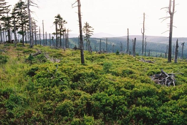 220 Powierzchnia badawcza nr 17 Lokalizacja: Góry Bialskie, na stokach Rudawca 1112 m n.p.m. Nadleśnictwo: Lądek Zdrój, oddz. 338a.