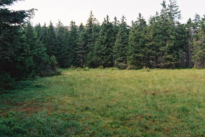 230 Powierzchnia badawcza nr 23 Lokalizacja:ŚnieżnikKłodzki. Nadleśnictwo: Lądek Zdrój, oddz. 288f. Dane taksacyjne: zatorfiona luka o pow. ok. 0,2 ha, brak drzewostanu.