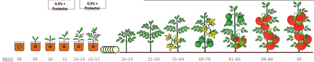 CHRNA FUNGICYDWA PMIDRA* Ridomil Gold 2,25 kg/ha Super Miedziak 50 WP 0,3% Mildex 71,1 WG 2 2,5 kg/ha Super Miedziak 50 WP 2 Tanos 50 WG 0,5 kg/ha Super MiedziAK 2 MANC 80 WP 2 kg/ha SUPER MIEDZIAK