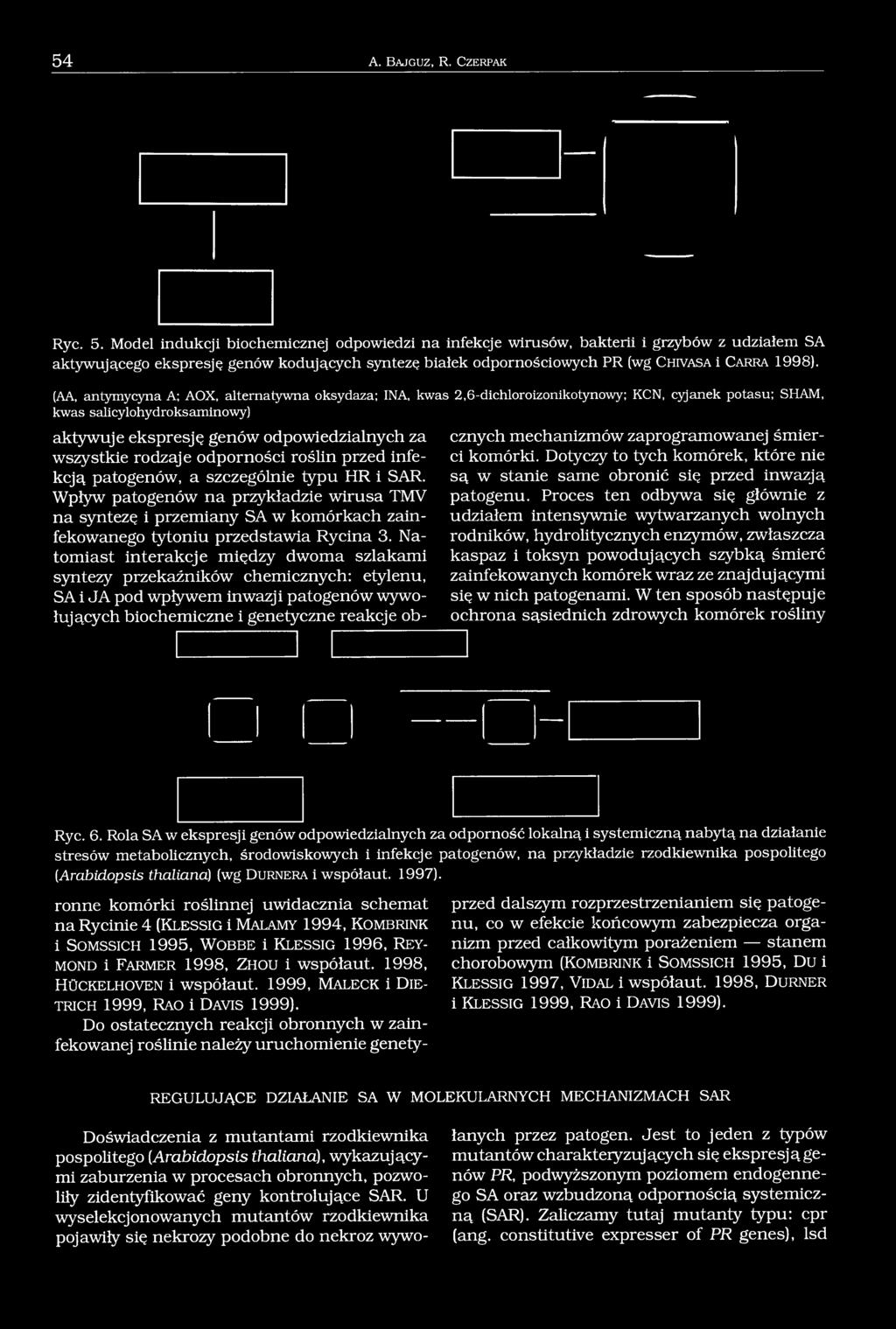 (AA, antymycyna A; AOX, alternatywna oksydaza; INA, kwas 2,6-dichloroizonikotynowy; KCN, cyjanek potasu; SHAM, kwas salicylohydroksaminowy) aktywuje ekspresję genów odpowiedzialnych za wszystkie