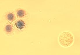 A333) Tematyka badawcza: badania właściwości biologicznych związków pochodzenia naturalnego (potencjalnych biofarmaceutyków) oraz nowozsyntetyzowanych związków chemicznych o charakterze