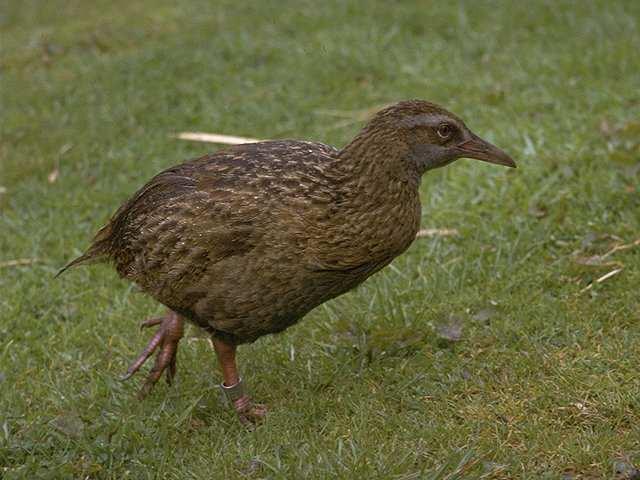 Agenda WEKA - Explorer dr inŝ.