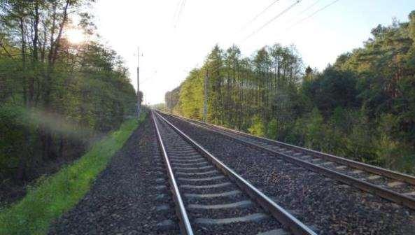 184 Foto 80. Powierzchnia 7 transekt 2 w okolicy żerowisk nietoperzy.