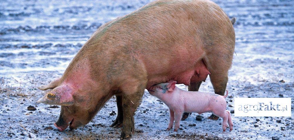 .pl https://www..pl O czym należy pamiętać przy żywieniu loch? Autor: prof. dr hab. inż.