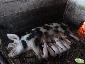 .pl https://www..pl Żywienie po porodzie rozpoczyna się od podawania takiej samej dawki paszy, jaka była stosowana w końcowym okresie ciąży. (Foto: AgroFoto.