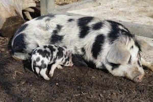 .pl https://www..pl w kolejnej ciąży. Podczas karmienia należy obserwować, jak zmienia się kondycja lochy, ponieważ nadmierna eksploatacja w tym okresie powoduje problemy w kolejnym cyklu rozrodczym.