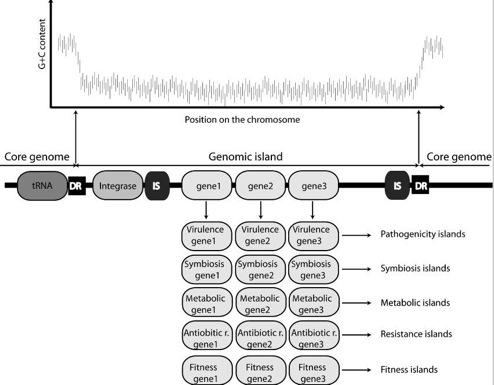 Nie tylko plazmidy wyspy genomowe 21 Juhas et al.