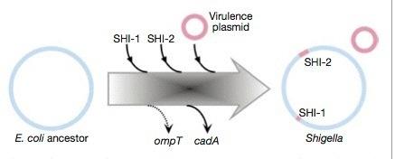 Przepis na patogena Ochman et al.