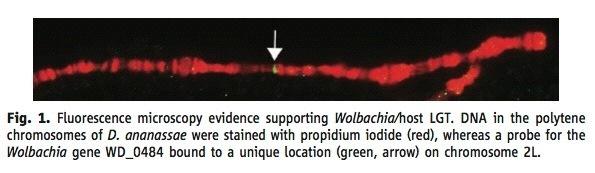 HGT od bakterii endosymbiotycznych } Wollbachia i Drosophila } Kopie całego