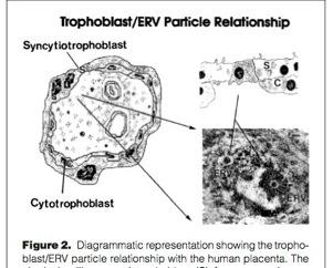 syncytium (syncytiotrofoblast) } immunosupresja } Geny syncytyn pochodzą od env 69 Harris.