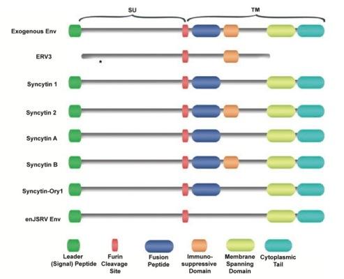 Syncytyny i env ERV 70 Black et al.