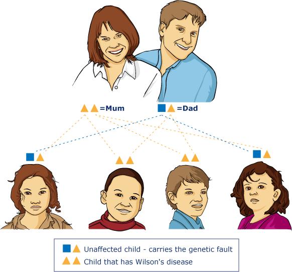 Diagram VII In this example mum has Wilson's disease (2 orange triangles) and dad is an unaffected carrier of the genetic fault.