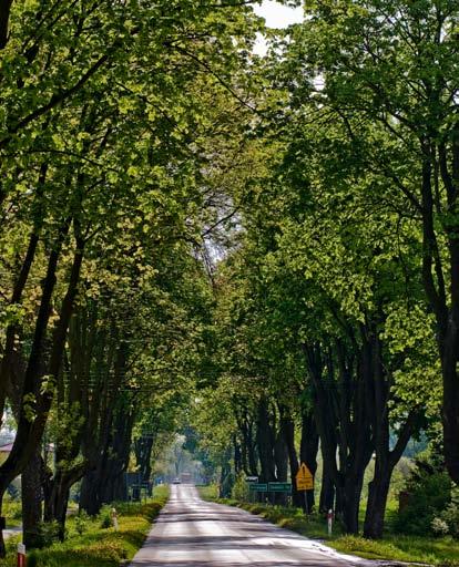 BIAŁOBRZEGI Starodrzew przy głównej drodze w Białobrzegach. Fot. Jerzy Cabaj. Wieś należała do ordynackiego ośrodka dworskiego w pobliskim Zarudziu 1.