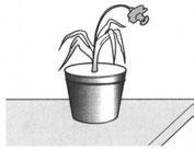 Zadanie 4. Na rysunku przedstawiono wygląd pewnej rośliny w słoneczny dzień. Który z poniższych opisów najlepiej odpowiada sytuacji przedstawionej na rysunku?