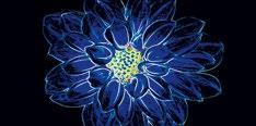 FLUORESCENT FLOWER BLUE INSERTO 29,7 60 OD386-00 3 2