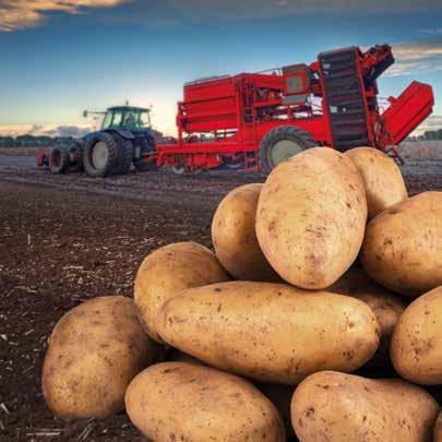 Zalecana dawka dla jednorazowego zastosowania to 2,0 kg/ha. Karencja 7 dni. Cabrio Duo 112 EC należy do fungicydów nowej generacji, zwalczających najgroźniejsze choroby ziemniaka.