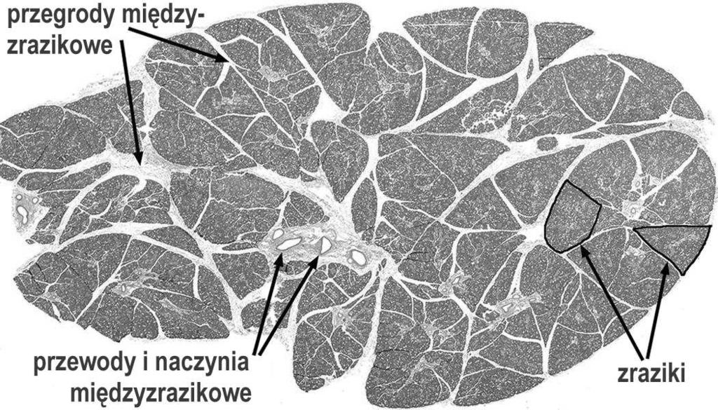 90%) Jony Substancje proste Enzymy Mucyny,, Ca 2+, Cl -, HCO 3-, PO 4 3-, rodanki glukoza, mocznik, cholesterol amylaza lipaza peroksydaza kalikreiny MG1, MG2