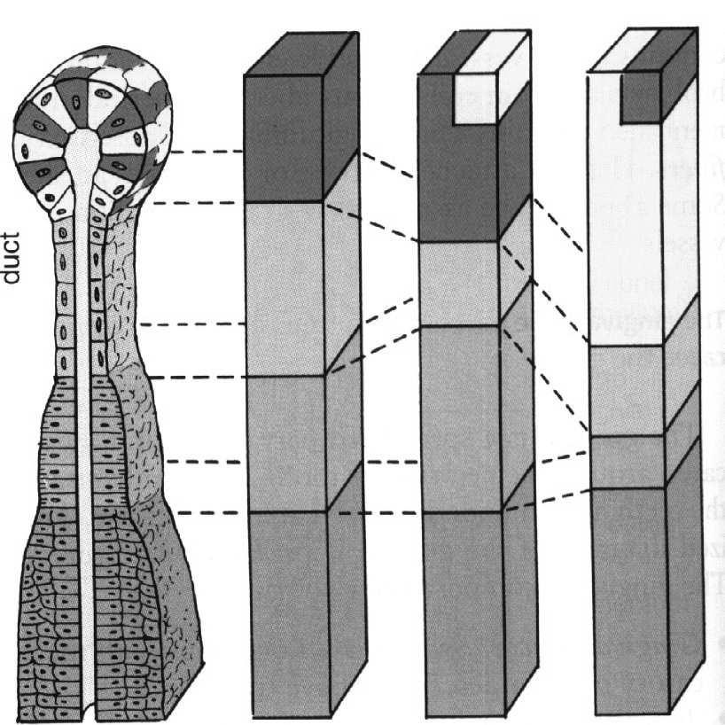 Porównanie częstości występowania dwóch typów komórek wydzielniczych i długości przewodów wyprowadzających w poszczególnych śliniankach
