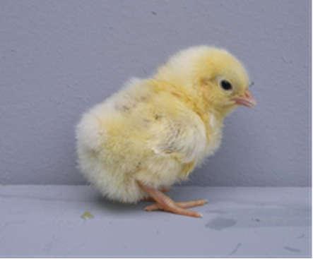 Kurczę Serama w wieku trzech tygodni Phot. 3. Serama chick at the age of three weeks Fot. 1. Jednodniowe kurczę Serama Phot. 1. Day-old Serama chick Fot. 2.