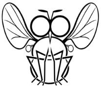Biuletyn Sekcji Dipterologicznej Polskiego Towarzystwa Entomologicznego DIPTERON Bulletin of the Dipterological Section of the Polish Entomological Society ISSN 1895 4464 Tom 30: 36-42 Akceptacja: 28.