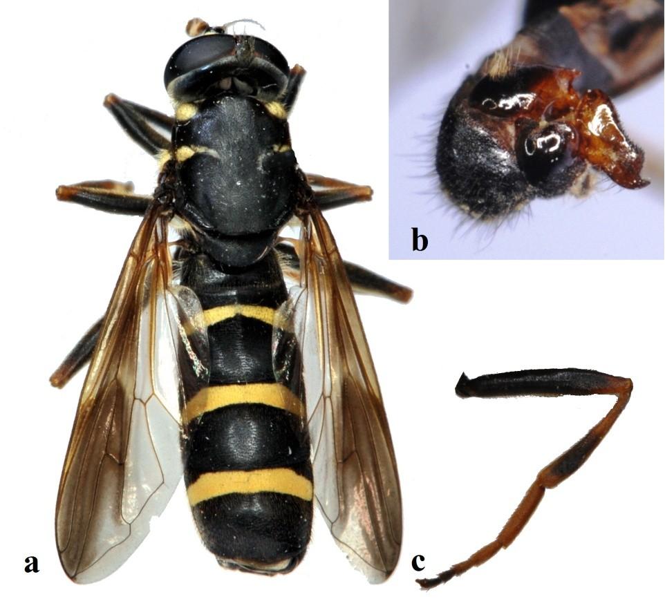 T. vespiforme) (unpublished material). This indicates very favorable conditions for saproxylic flies. Another species T.