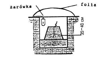 11 W ten sposób, w stworzonej mikrocieplarni trwa akumulacja ciepła, gleba w strefie korzeni szybko się nagrzewa i tworzą się korzystne warunki do rozwoju sadzonki.