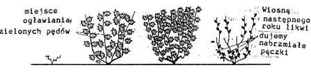125 wykonujemy wszystkie agrotechniczne zabiegi tj. podlewanie, dokarmianie, spulchnianie, dostateczne oświetlenie i nagrzewanie gleby sprzyjające dobremu wzrostowi 3-4-ch pędów.