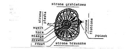 144 I jeżeli trzeba moczyć zraz przed szczepieniem w stymulatorze (ukorzeniaczu) rozwoju korzeni, to potem należy go podsuszyć przez 1-2 godziny w cieniu, a następnie go zaszczepić.