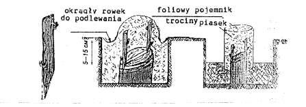 148 Następnie rozszczepiamy pień po środku na głębokość 3-4 cm i wstawiamy dwa dwu-oczkowe zdrewniałe zrazy, wstępnie wymoczone w ciepłej wodzie lub jakimkolwiek stymulatorze wzrostu.