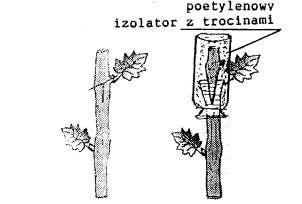 149 Ten sposób szczepienia można stosować także i na ramionach krzewu. Technika jest taka sama jak wyżej.
