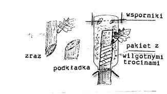 153 Rys.20.Prosta kopulacja zielonego zraza na zielony pęd Ulepszona kopulacja zielonego szczepienia. Robi się ją tak samo, jak i prostą.