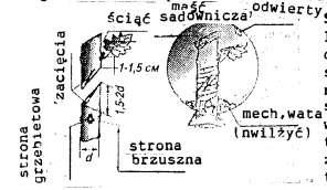 154 Szczepienie w rozszczep zielonego pędu. Wariantem poprzedniego sposobu może być zielone szczepienie w rozszczep. Technika szczepienia jest taka sama, jak i zdrewniałego zraza w zielony pęd (rys.