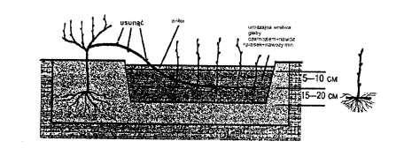 22 przegnity obornik i piasek w stosunku 10:2:2. Łozę w rowku mocujemy metalowymi haczykami zrobionymi z drutu i przysypujemy warstwą ziemi grubości 5-10 cm. Nie przykryte ziemią pączki likwidujemy.