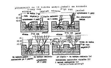 64 Osiąga się to przez takie agrotechniczne zabiegi jak podlewanie, dokarmianie, spulchnianie gleby i wiązanie zielonych pędów.