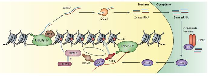 Powstawanie heterochromatyny u Arabidopsis Stephane E.